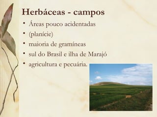 Herbáceas - campos
•   Áreas pouco acidentadas
•   (planície)
•   maioria de gramíneas
•   sul do Brasil e ilha de Marajó
•   agricultura e pecuária.
 