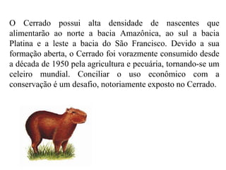 O Cerrado possui alta densidade de nascentes que 
alimentarão ao norte a bacia Amazônica, ao sul a bacia 
Platina e a leste a bacia do São Francisco. Devido a sua 
formação aberta, o Cerrado foi vorazmente consumido desde 
a década de 1950 pela agricultura e pecuária, tornando-se um 
celeiro mundial. Conciliar o uso econômico com a 
conservação é um desafio, notoriamente exposto no Cerrado. 
 