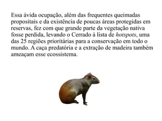 Essa ávida ocupação, além das frequentes queimadas 
propositais e da existência de poucas áreas protegidas em 
reservas, fez com que grande parte da vegetação nativa 
fosse perdida, levando o Cerrado à lista de hotspots, uma 
das 25 regiões prioritárias para a conservação em todo o 
mundo. A caça predatória e a extração de madeira também 
ameaçam esse ecossistema. 
 