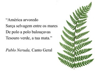 “América arvoredo 
Sarça selvagem entre os mares 
De polo a polo balouçavas 
Tesouro verde, a tua mata.” 
Pablo Neruda, Canto Geral 
