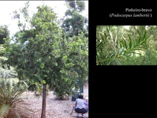 Pinheiro-bravo 
(Podocarpus lambertii ) 
 