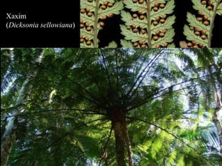 Xaxim 
(Dicksonia sellowiana) 
 