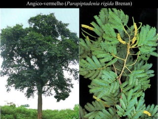 Angico-vermelho (Parapiptadenia rigida Brenan) 
 