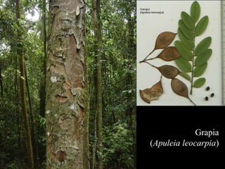 Grapia 
(Apuleia leocarpia) 
 