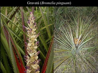 Gravatá (Bromelia pinguam) 
 