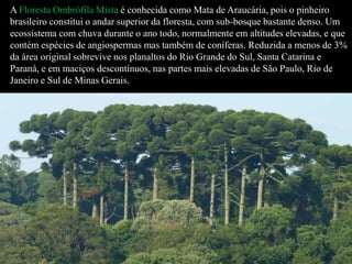 A Floresta Ombrófila Mista é conhecida como Mata de Araucária, pois o pinheiro 
brasileiro constitui o andar superior da floresta, com sub-bosque bastante denso. Um 
ecossistema com chuva durante o ano todo, normalmente em altitudes elevadas, e que 
contém espécies de angiospermas mas também de coníferas. Reduzida a menos de 3% 
da área original sobrevive nos planaltos do Rio Grande do Sul, Santa Catarina e 
Paraná, e em maciços descontínuos, nas partes mais elevadas de São Paulo, Rio de 
Janeiro e Sul de Minas Gerais. 
 