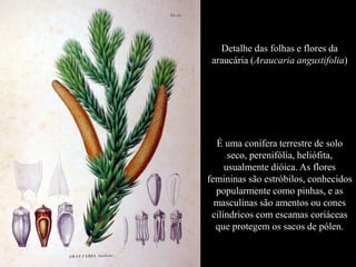 Detalhe das folhas e flores da 
araucária (Araucaria angustifolia) 
É uma conífera terrestre de solo 
seco, perenifólia, heliófita, 
usualmente dióica. As flores 
femininas são estróbilos, conhecidos 
popularmente como pinhas, e as 
masculinas são amentos ou cones 
cilíndricos com escamas coriáceas 
que protegem os sacos de pólen. 
 