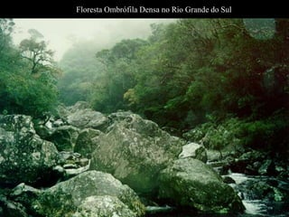 Floresta Ombrófila Densa no Rio Grande do Sul 
 