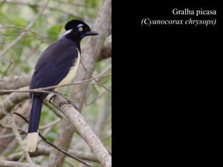 Gralha picasa 
(Cyanocorax chrysops) 
 