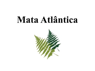 Mata Atlântica 
 