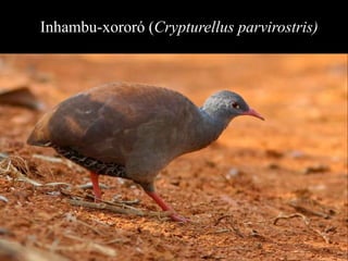 Inhambu-xororó (Crypturellus parvirostris)) 
 