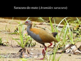 Saracura-do-mato (Aramides saracura) 
 