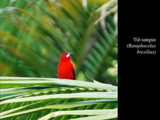 Tiê-sangue 
(Ramphocelus 
bresilius) 
 