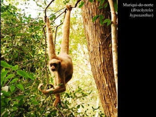 Muriqui-do-norte 
(Brachyteles 
hypoxanthus) 
) 
 