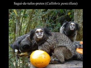 Sagui-de-tufos-pretos (Callithrix penicillata) 
 
