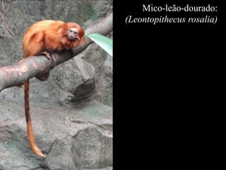 Mico-leão-dourado: 
(Leontopithecus rosalia) 
 