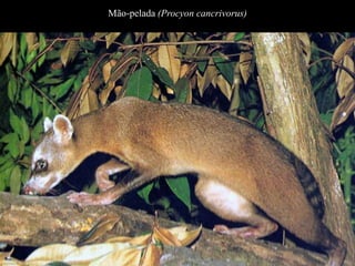 Mão-pelada (Procyon cancrivorus) 
 