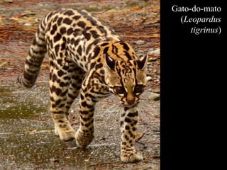 Gato-do-mato 
(Leopardus 
tigrinus) 
 