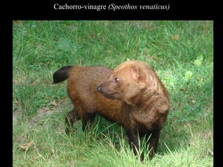 Cachorro-vinagre (Speothos venaticus) 
 