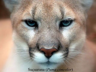 Suçuarana (Puma concolor) 
 