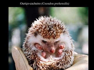 Ouriço-cacheiro (Coendou prehensilis) 
 