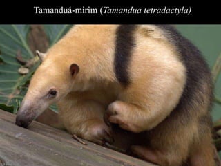 Tamanduá-mirim (Tamandua tetradactyla) 
 