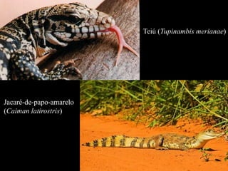 Teiú (Tupinambis merianae) 
Jacaré-de-papo-amarelo 
(Caiman latirostris) 
 