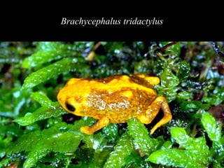 Brachycephalus tridactylus 
 