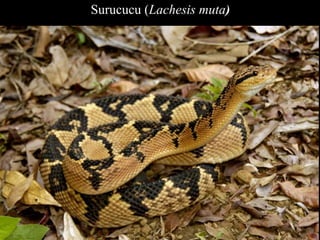 Surucucu (Lachesis muta) 
 