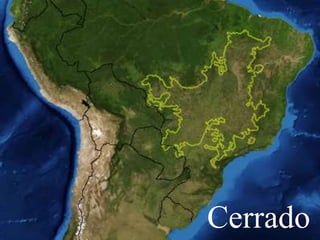 Cerrado 
 