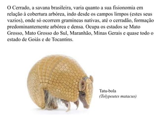 O Cerrado, a savana brasileira, varia quanto a sua fisionomia em 
relação à cobertura arbórea, indo desde os campos limpos (estes seus 
vazios), onde só ocorrem gramíneas nativas, até o cerradão, formação 
predominantemente arbórea e densa. Ocupa os estados se Mato 
Grosso, Mato Grosso do Sul, Maranhão, Minas Gerais e quase todo o 
estado de Goiás e de Tocantins. 
Tatu-bola 
(Tolypeutes matacus) 
 