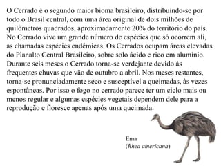 O Cerrado é o segundo maior bioma brasileiro, distribuindo-se por 
todo o Brasil central, com uma área original de dois milhões de 
quilômetros quadrados, aproximadamente 20% do território do país. 
No Cerrado vive um grande número de espécies que só ocorrem ali, 
as chamadas espécies endêmicas. Os Cerrados ocupam áreas elevadas 
do Planalto Central Brasileiro, sobre solo ácido e rico em alumínio. 
Durante seis meses o Cerrado torna-se verdejante devido às 
frequentes chuvas que vão de outubro a abril. Nos meses restantes, 
torna-se pronunciadamente seco e susceptível a queimadas, às vezes 
espontâneas. Por isso o fogo no cerrado parece ter um ciclo mais ou 
menos regular e algumas espécies vegetais dependem dele para a 
reprodução e floresce apenas após uma queimada. 
Ema 
(Rhea americana) 
 