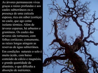 As árvores permanecem vivas 
graças a raízes profundas e aos 
caules subterrâneos ou a 
presença de uma cutícula 
espessa, rica em súber (cortiça) 
no caule, que age como 
isolante térmico. Além de 
árvores esparsas, há arbustos e 
gramíneas. Os caules das 
árvores são tortuosos, com 
folhas coriáceas; comumente, 
as raízes longas atingem as 
reservas de água subterrânea. 
Em condições naturais o solo é 
muito ácido, com baixo 
conteúdo de cálcio e magnésio, 
e grande quantidade de 
alumínio, o que dificulta a 
absorção de nutrientes. 
 