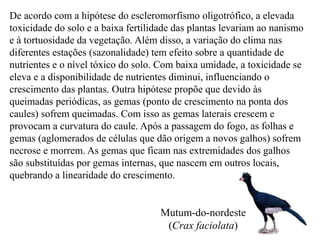 De acordo com a hipótese do escleromorfismo oligotrófico, a elevada 
toxicidade do solo e a baixa fertilidade das plantas levariam ao nanismo 
e à tortuosidade da vegetação. Além disso, a variação do clima nas 
diferentes estações (sazonalidade) tem efeito sobre a quantidade de 
nutrientes e o nível tóxico do solo. Com baixa umidade, a toxicidade se 
eleva e a disponibilidade de nutrientes diminui, influenciando o 
crescimento das plantas. Outra hipótese propõe que devido às 
queimadas periódicas, as gemas (ponto de crescimento na ponta dos 
caules) sofrem queimadas. Com isso as gemas laterais crescem e 
provocam a curvatura do caule. Após a passagem do fogo, as folhas e 
gemas (aglomerados de células que dão origem a novos galhos) sofrem 
necrose e morrem. As gemas que ficam nas extremidades dos galhos 
são substituídas por gemas internas, que nascem em outros locais, 
quebrando a linearidade do crescimento. 
Mutum-do-nordeste 
(Crax faciolata) 
 