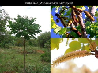 Barbatimão (Stryphnodendron adstringens) 
 