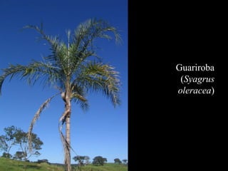 Guariroba 
(Syagrus 
oleracea) 
 