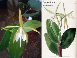 Epidendrum 
nocturnum 
 