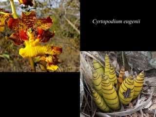 Cyrtopodium eugenii 
 