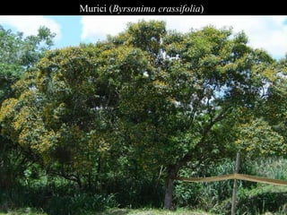Murici (Byrsonima crassifolia) 
 