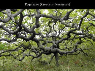 Pequizeiro (Caryocar brasiliense) 
 