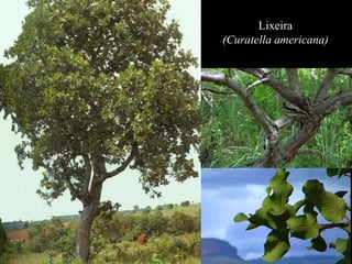 Lixeira 
(Curatella americana) 
 