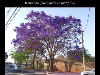 Jacarandá (Jacaranda cuspidifolia) 
 