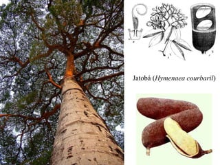 Jatobá (Hymenaea courbaril) 
 