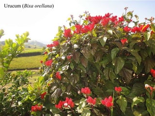 Urucum (Bixa orellana) 
 