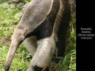 Tamanduá-bandeira 
(Myrmecophaga 
tridactyla) 
 