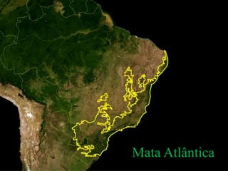 Mata Atlântica 
 