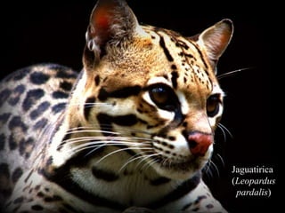 Jaguatirica 
(Leopardus 
pardalis) 
 