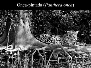 Onça-pintada (Panthera onca) 
 