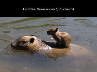 Capivara (Hydrochoerus hydrochaeris) 
 