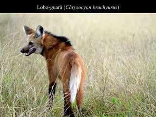 Lobo-guará (Chrysocyon brachyurus) 
 